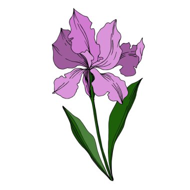 Vektör Iris çiçekli botanik çiçekleri. Siyah ve beyaz oymalı.