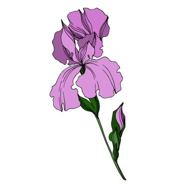 Vektör Iris çiçekli botanik çiçekleri. Siyah ve beyaz oymalı.