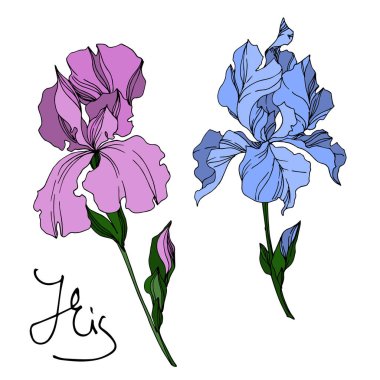 Vektör Iris çiçekli botanik çiçekleri. Siyah ve beyaz oymalı.