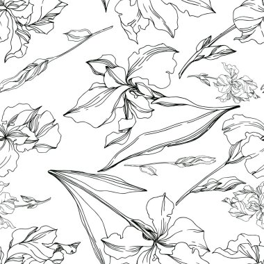 Vector Iris floral botanical flowers. Black and white engraved i clipart