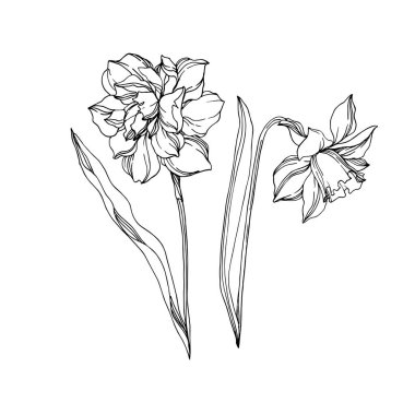 Vector Narcissus floral botanical flowers. Black and white engra clipart