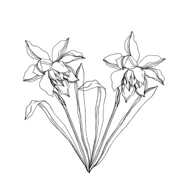 Vector Narcissus floral botanical flowers. Black and white engra clipart