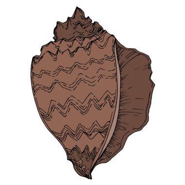 Vector Summer plaj kabuğu tropikal elementler. Siyah ve beyaz 