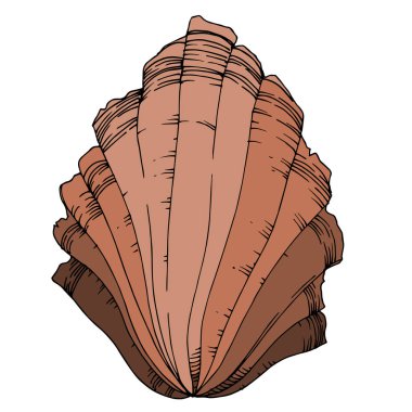 Vector Summer plaj kabuğu tropikal elementler. Siyah ve beyaz 