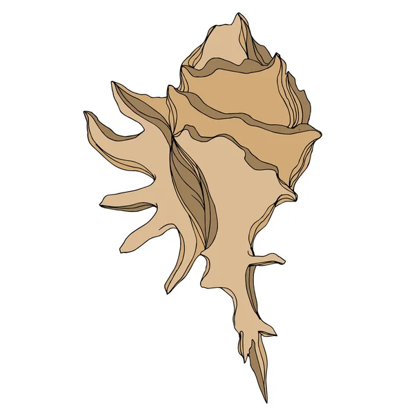 Vector Été plage coquillage éléments tropicaux. Brun beige engr — Image vectorielle