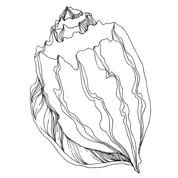 Vector Summer beach seashell tropical elements. Black and white 