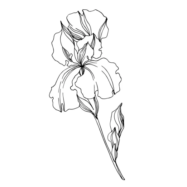 Wektor Iris kwiatowe kwiaty botaniczne. Czarno-biały grawerowane i — Wektor stockowy