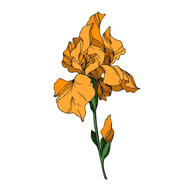 Vector Iris flores botánicas florales. Negro y blanco grabado i — Vector de stock