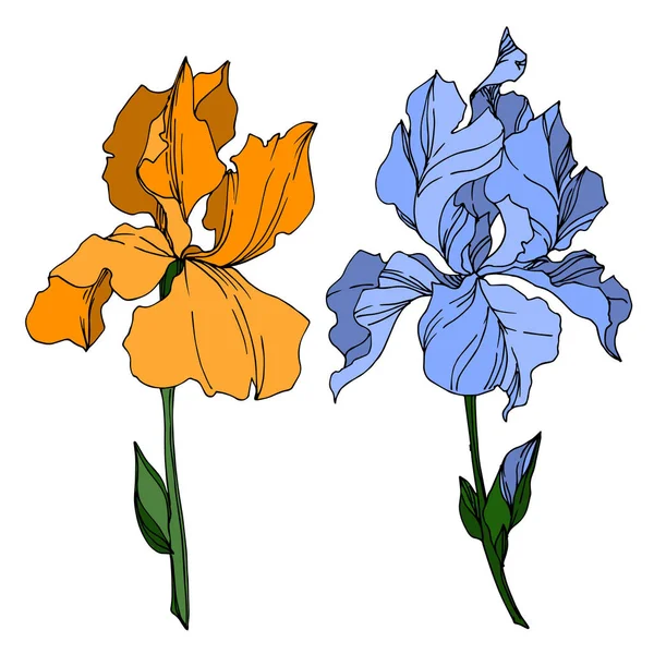 Vector Iris flores botánicas florales. Negro y blanco grabado i — Vector de stock