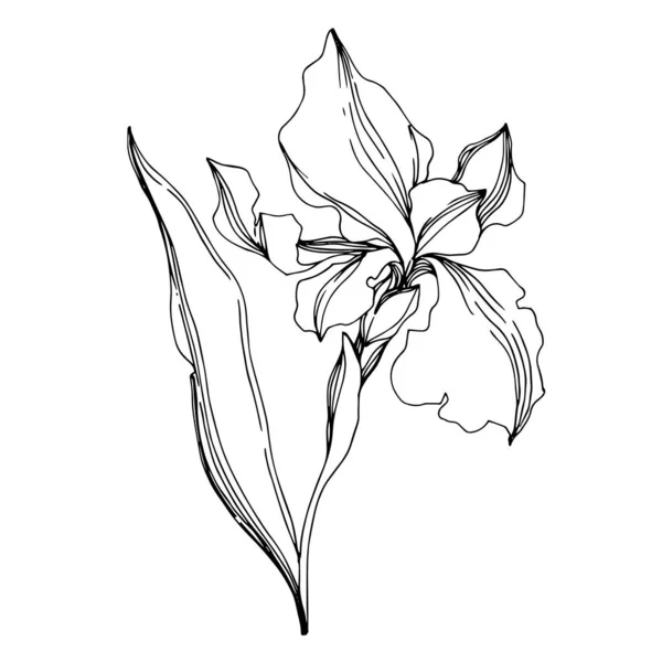 Vector Iris flores botánicas florales. Negro y blanco grabado i — Archivo Imágenes Vectoriales