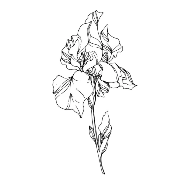 Wektor Iris kwiatowe kwiaty botaniczne. Czarno-biały grawerowane i — Wektor stockowy