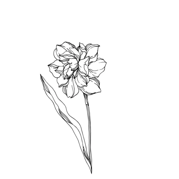 Vector Narcissus flores botánicas florales. Engra blanco y negro — Archivo Imágenes Vectoriales