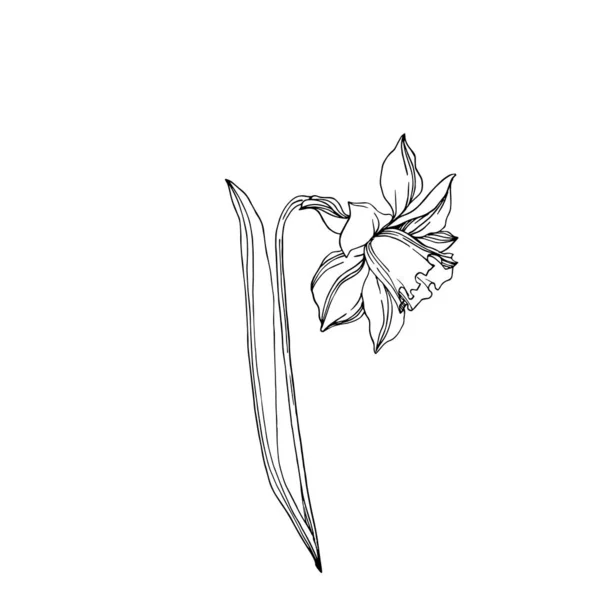 Vetor Narciso flores botânicas florais. Engra preto e branco —  Vetores de Stock
