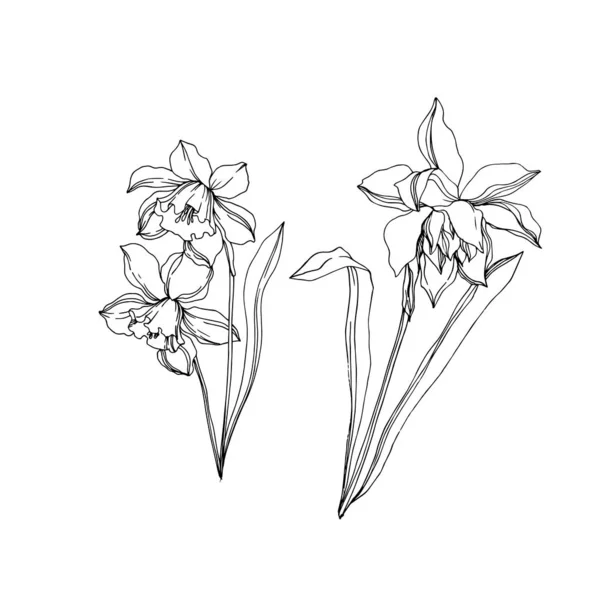 Vector Narcissus bunga botani floral. Hitam dan putih engra - Stok Vektor
