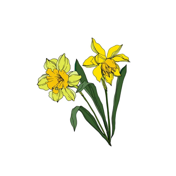 Vektor Narcissus blommiga botaniska blommor. Svartvitt engra — Stock vektor