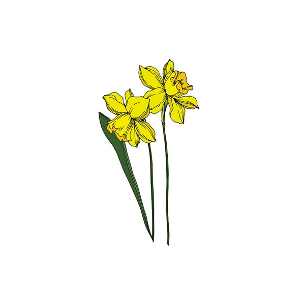 Vetor Narciso flores botânicas florais. Engra preto e branco — Vetor de Stock