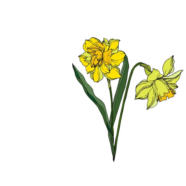 Vetor Narciso flores botânicas florais. Engra preto e branco — Vetor de Stock
