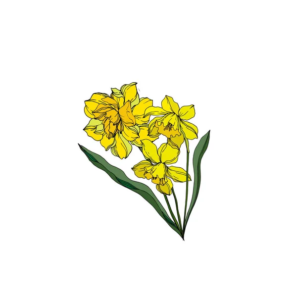 Вектор Нарцис квіткові ботанічні квіти. Чорно-біла грара — стоковий вектор