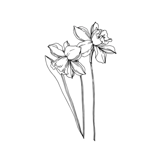 Vector Narcissus flores botánicas florales. Engra blanco y negro — Vector de stock