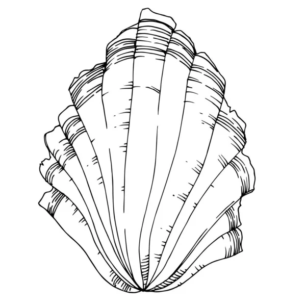 Vector Summer beach seashell tropical elements. Black and white — Stock Vector