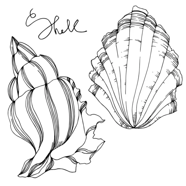 Vector Summer beach seashell tropical elements. Black and white — Stock Vector