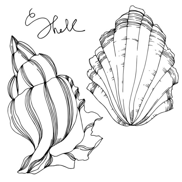 Vector Summer beach seashell tropical elements. Black and white 