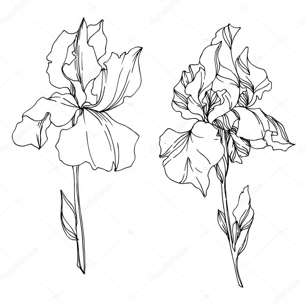 ✓ Vector Iris floral botanical flowers. Wild spring leaf ...
