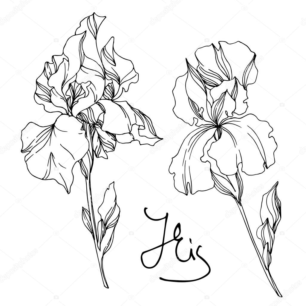 Vector Iris floral botanical flowers. Black and white engraved i