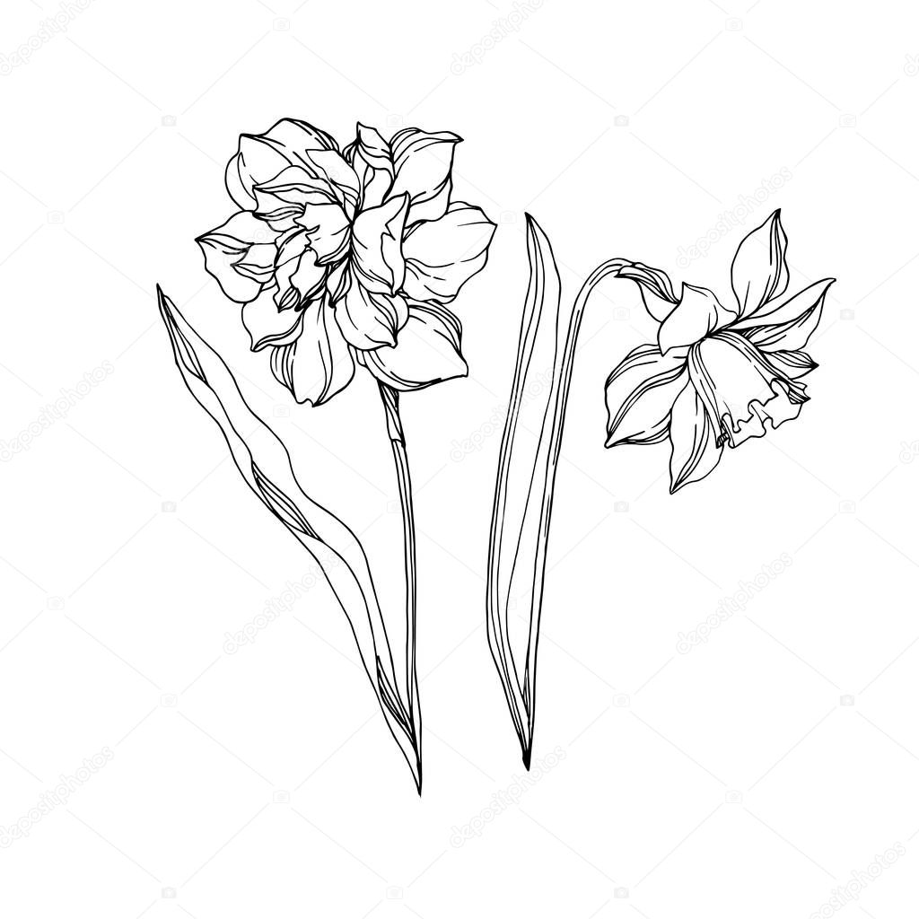 Vector Narcissus floral botanical flowers. Black and white engra