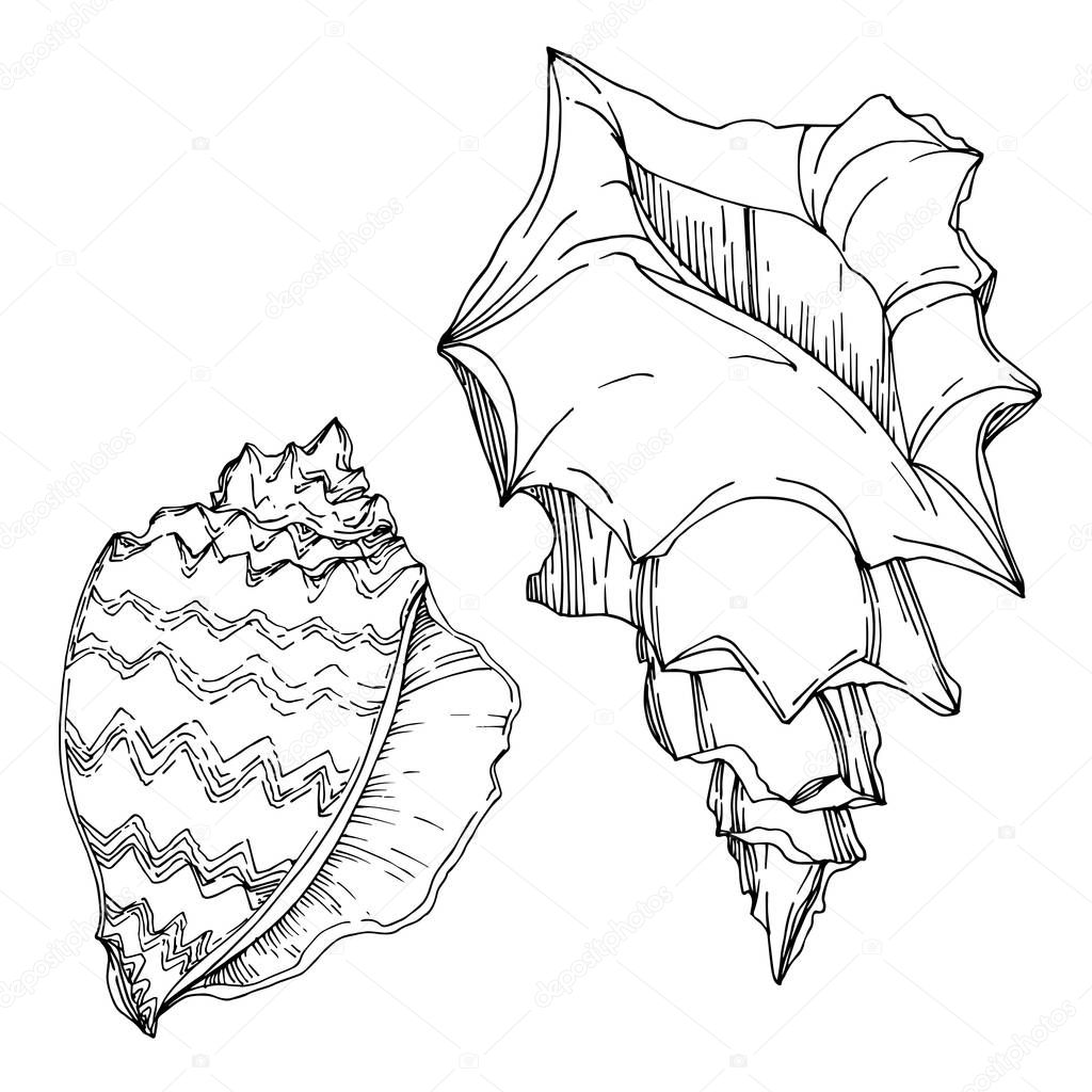 Vector Summer beach seashell tropical elements. Black and white 