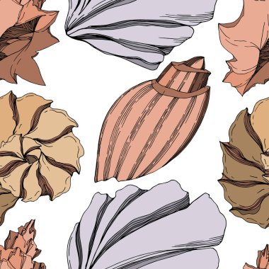 Vector Summer plaj kabuğu tropikal elementler. Siyah ve beyaz 