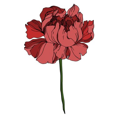 Vektör Şakayık Çiçek Botanik Çiçekleri. Siyah ve beyaz oymalı 