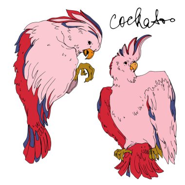 Vector Sky papağanı yalıtılmış bir yaban hayatında. Siyah ve beyaz