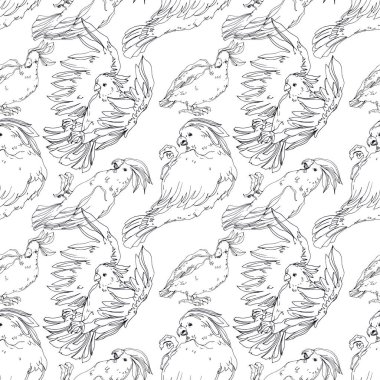 Vector Sky papağanı yalıtılmış bir yaban hayatında. Siyah ve beyaz