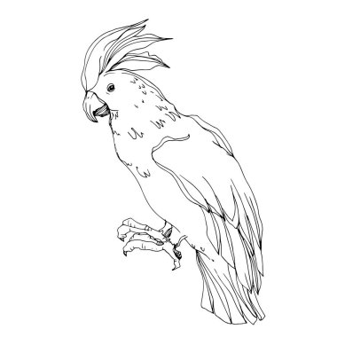 Vector Sky bird cockatoo in a wildlife isolated. Black and white clipart