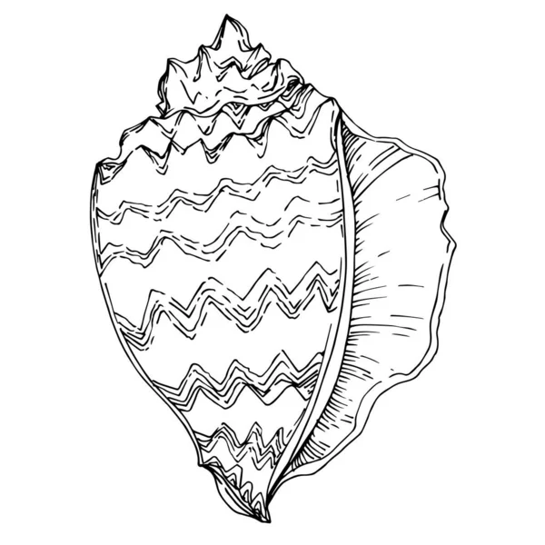Vector Nyári strand kagyló trópusi elemek. Fekete-fehér — Stock Vector