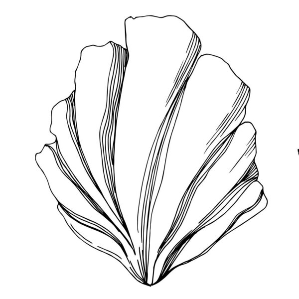 Летний пляж "Вектор". Черное и белое
 