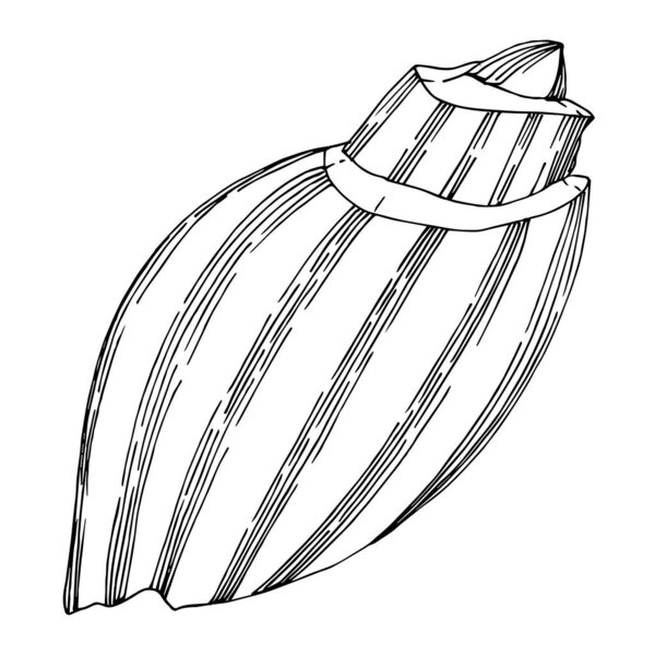 Vector Summer beach seashell tropical elements. Black and white 