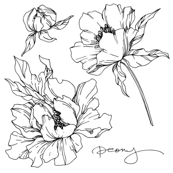 Vector Peony floral botanical flowers. Black and white engraved 