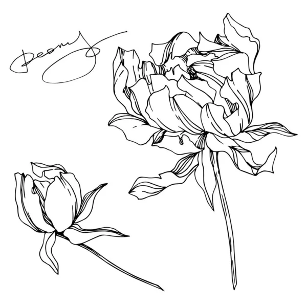 Vector Peony flores botánicas florales. Grabado en blanco y negro — Vector de stock