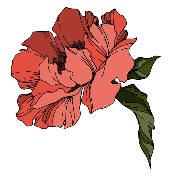 Vector Peony flores botánicas florales. Grabado en blanco y negro — Vector de stock