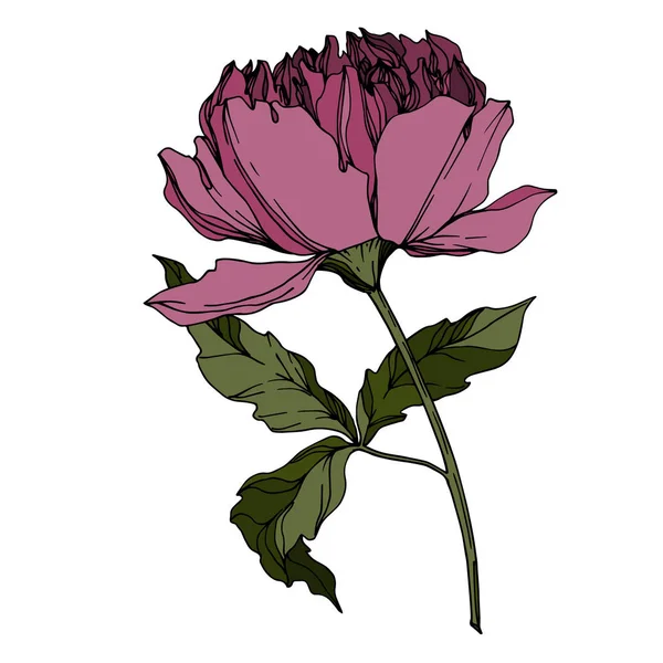 เวกเตอร์ดอกโบตั๋น ดอกไม้พฤกษศาสตร์ สีดําและสีขาวแกะสลัก — ภาพเวกเตอร์สต็อก