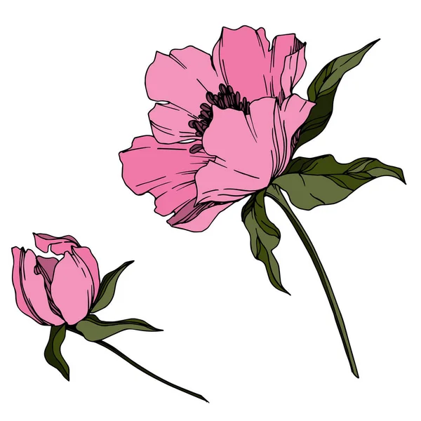 Vector Peony λουλούδια βοτανική. Μαύρο και άσπρο χαραγμένο — Διανυσματικό Αρχείο