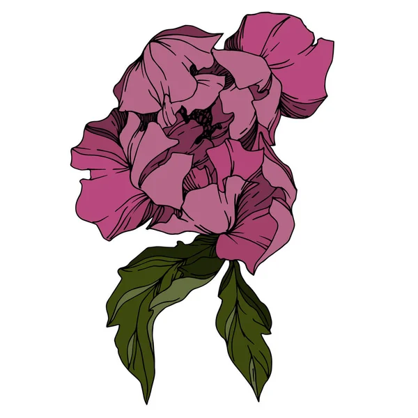 Vector Peony bloemen botanische bloemen. Zwart-wit gegraveerd — Stockvector