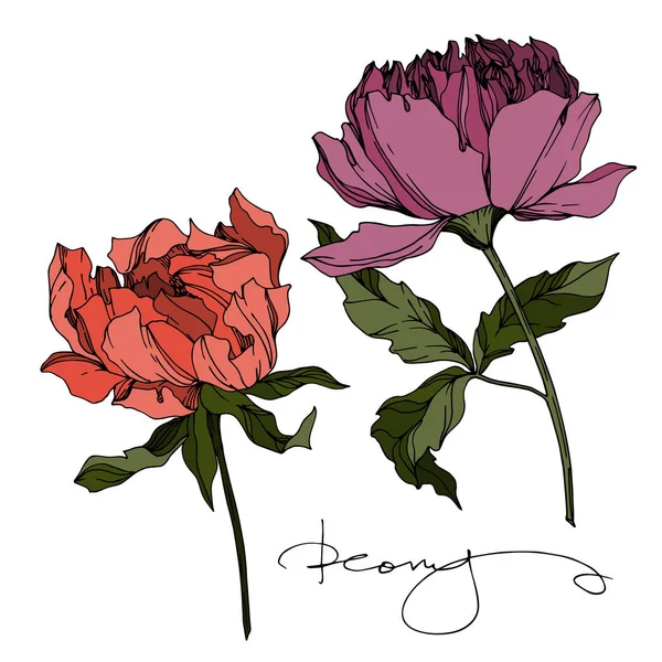 Vector Peony flores botánicas florales. Grabado en blanco y negro — Vector de stock