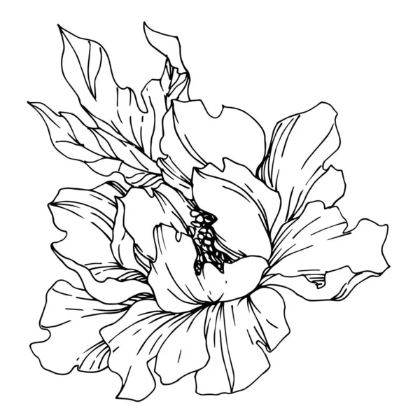 Vector Peony λουλούδια βοτανική. Μαύρο και άσπρο χαραγμένο — Διανυσματικό Αρχείο