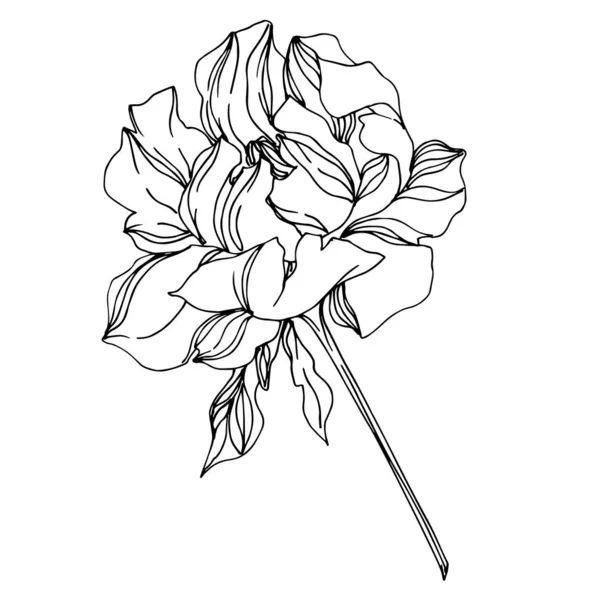 Vector Peony flores botánicas florales. Grabado en blanco y negro — Vector de stock