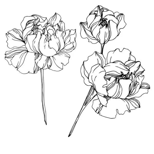 Vecteur Pivoine fleurs botaniques florales. Gravure noir et blanc — Image vectorielle