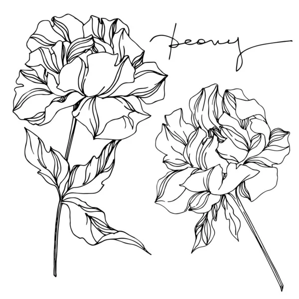 Vector Peony flores botânicas florais. Preto e branco gravado —  Vetores de Stock