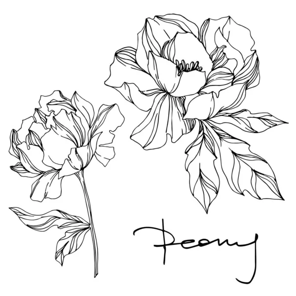 Vector Peony flores botánicas florales. Grabado en blanco y negro — Vector de stock